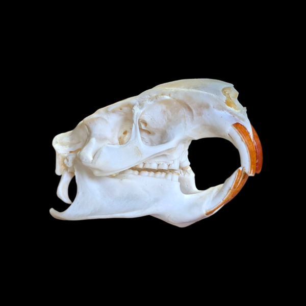 Authentic Coypu Skull