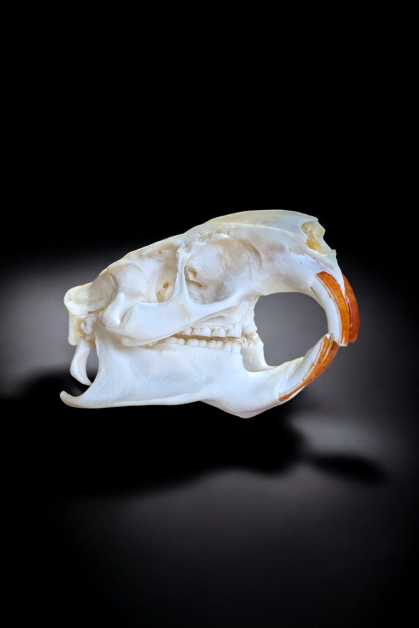 Authentic Coypu Skull - Image 3