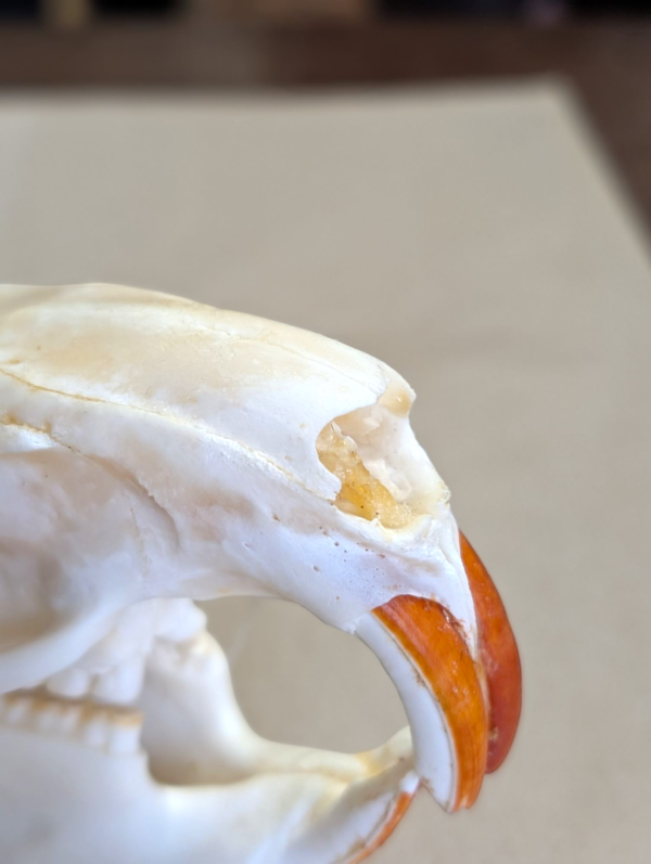 Authentic Coypu Skull - Image 4