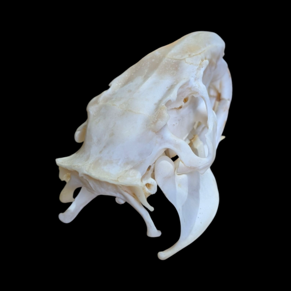 Authentic Coypu Skull - Image 2