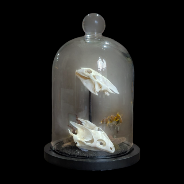 Pair Of Turtle Skulls In Glass Bell Dome