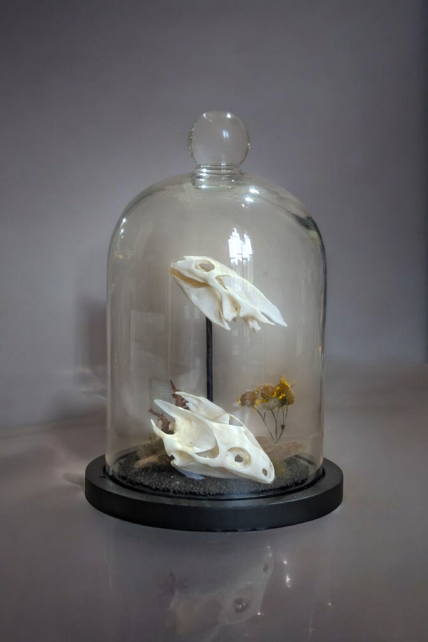 Pair Of Turtle Skulls In Glass Bell Dome - Image 2