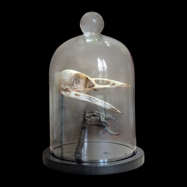 Crow Skull & Claw In Glass Bell Dome - Image 3