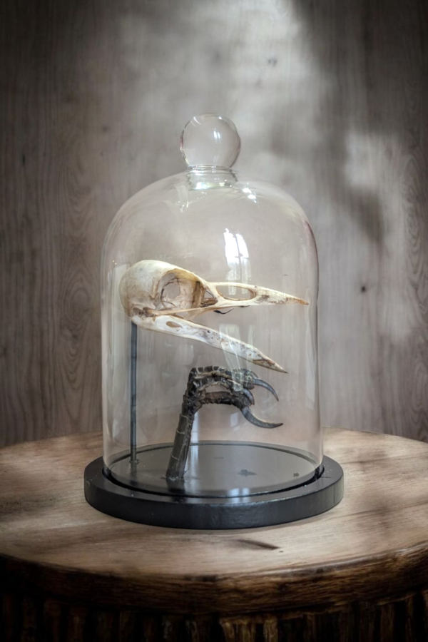 Crow Skull & Claw In Glass Bell Dome - Image 2