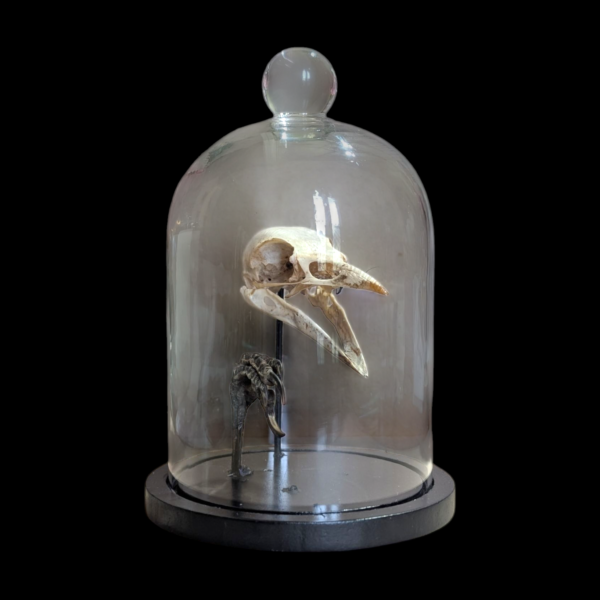 Crow Skull & Claw In Glass Bell Dome