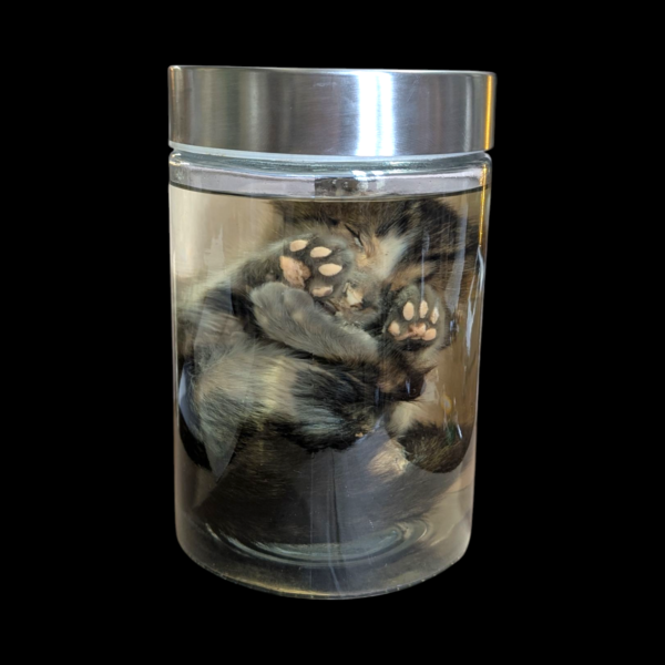 Wet Specimen Kitten In Jar