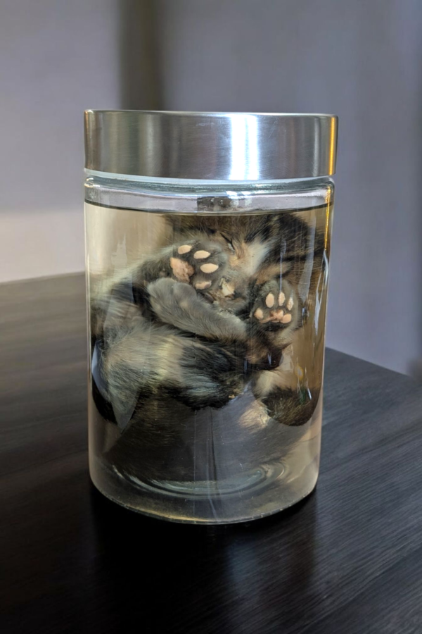 Wet Specimen Kitten In Jar - Image 2