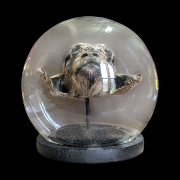 All Seeing Taxidermy Goats Head With 5 Opal Eyes In Spherical Glass Dome