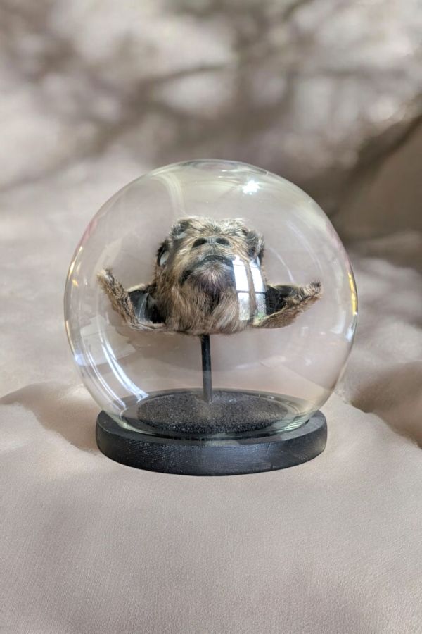 All Seeing Taxidermy Goats Head With 5 Opal Eyes In Spherical Glass Dome - Image 2