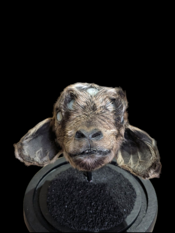 All Seeing Taxidermy Goats Head With 5 Opal Eyes In Spherical Glass Dome - Image 4