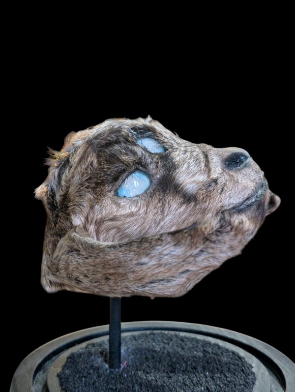 All Seeing Taxidermy Goats Head With 5 Opal Eyes In Spherical Glass Dome - Image 3