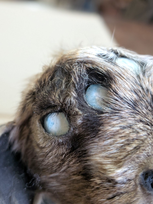 All Seeing Taxidermy Goats Head With 5 Opal Eyes In Spherical Glass Dome - Image 5