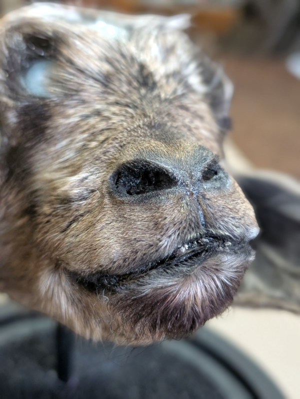 All Seeing Taxidermy Goats Head With 5 Opal Eyes In Spherical Glass Dome - Image 6