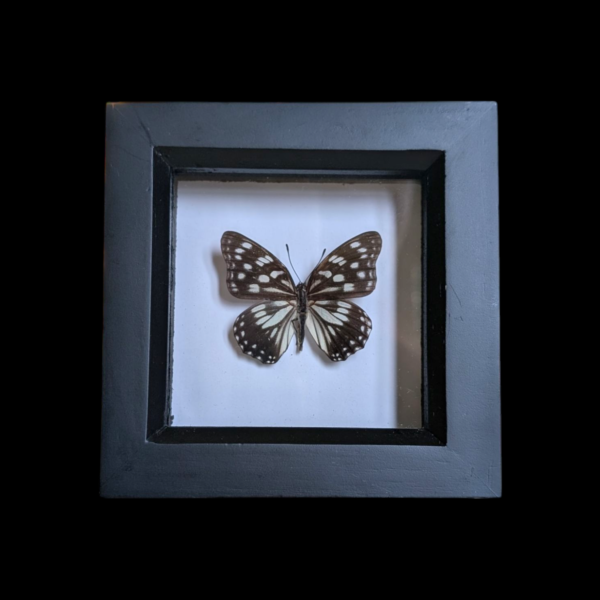 Framed Taxidermy Butterfly