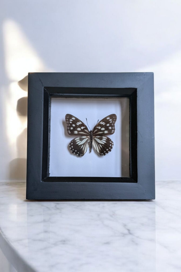 Framed Taxidermy Butterfly - Image 2