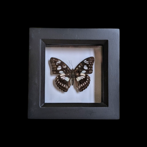 Framed Taxidermy Butterfly