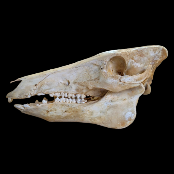 Full Size Pig Skull - Image 5