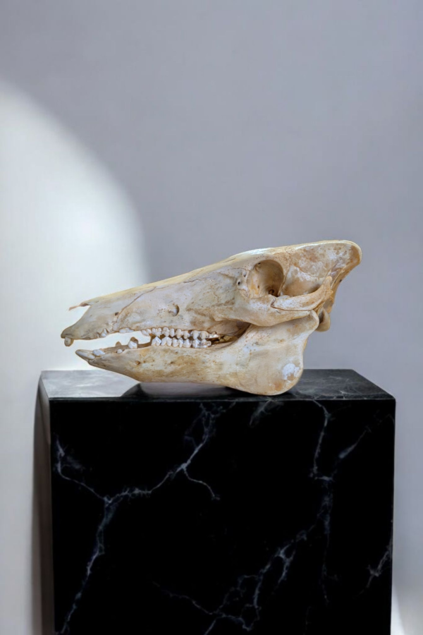 Full Size Pig Skull - Image 2