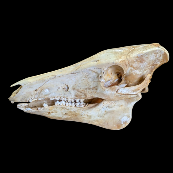 Full Size Pig Skull - Image 3