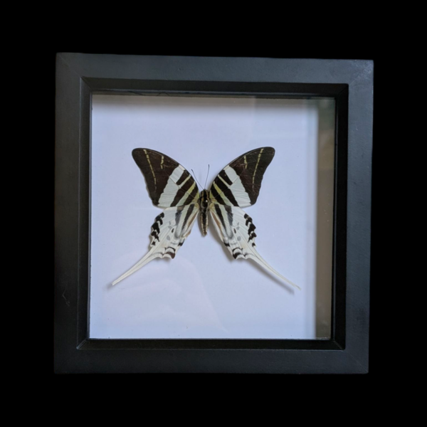 Framed Taxidermy Butterfly