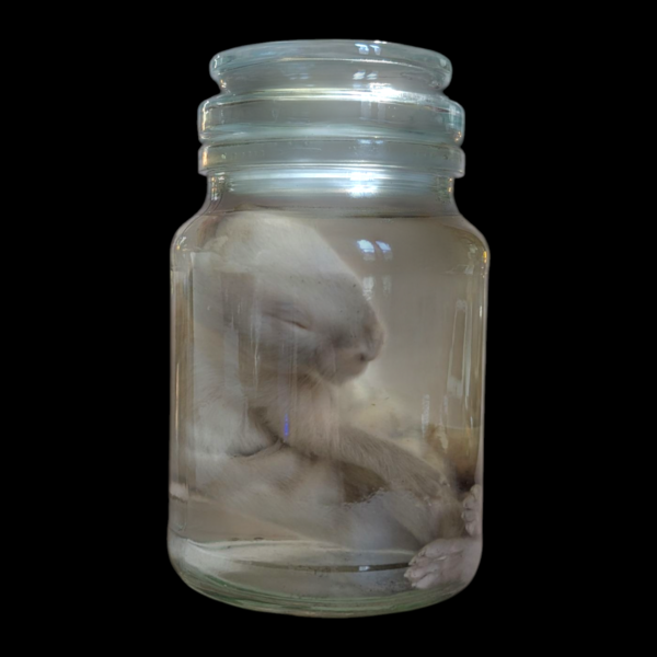 Wet Specimen Hare In Glass Jar - Image 2