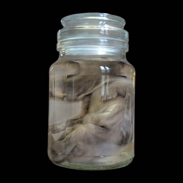 Wet Specimen Hare In Glass Jar