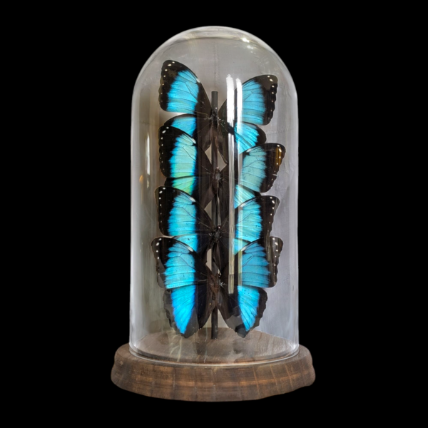 Large Morpho Achilles Taxidermy Butterfly Dome - Image 3