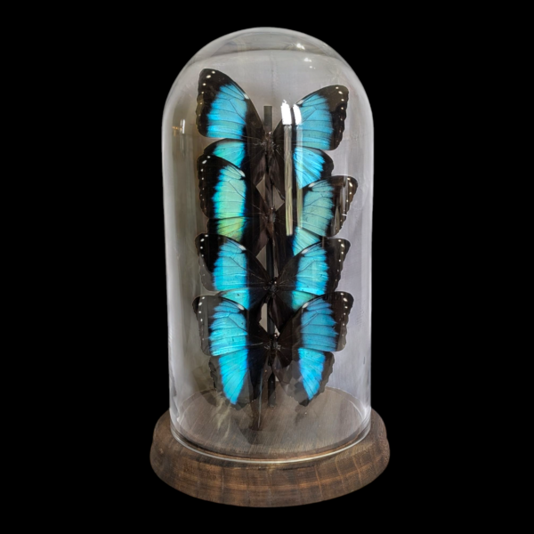 Large Morpho Achilles Taxidermy Butterfly Dome - Image 4