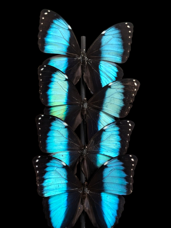 Large Morpho Achilles Taxidermy Butterfly Dome - Image 2