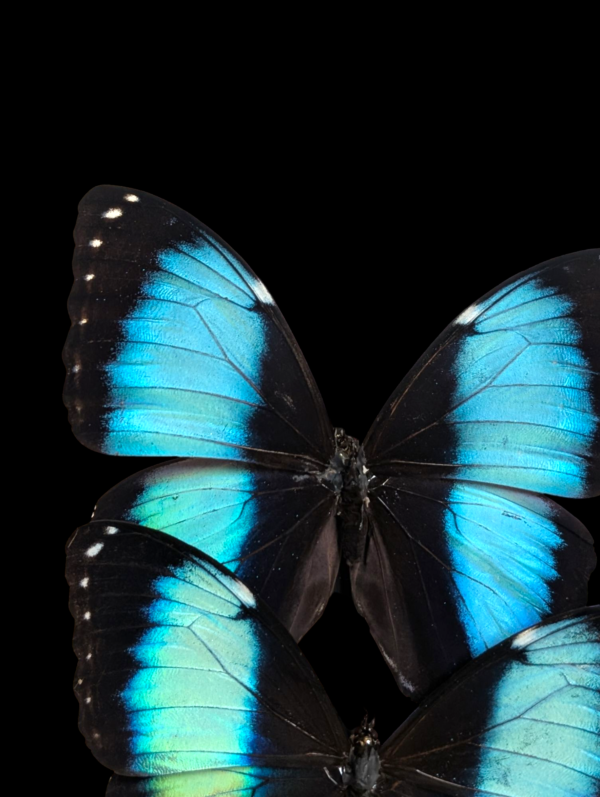 Large Morpho Achilles Taxidermy Butterfly Dome - Image 5