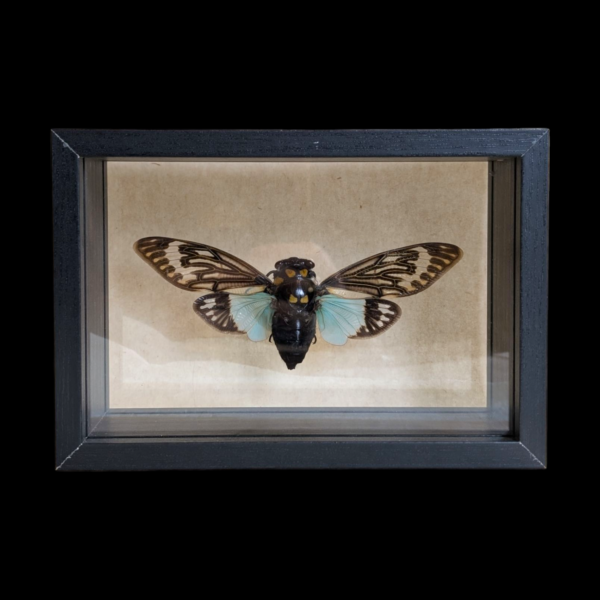 Glass Framed Taxidermy Tosena Spendida - Image 2