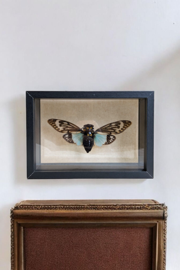 Glass Framed Taxidermy Tosena Spendida - Image 3