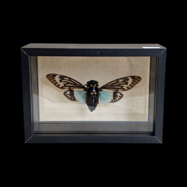 Glass Framed Taxidermy Tosena Spendida