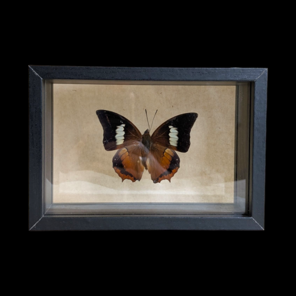 Framed Taxidermy Butterfly