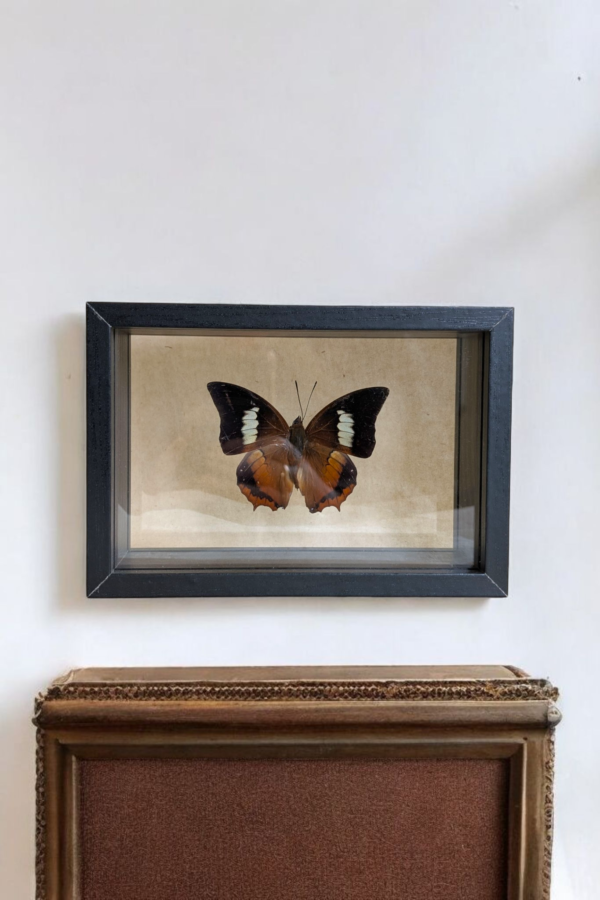 Framed Taxidermy Butterfly - Image 2