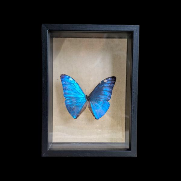 Framed Taxidermy Blue Morpho Butterfly