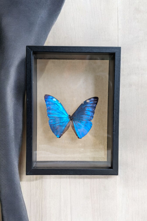 Framed Taxidermy Blue Morpho Butterfly - Image 3