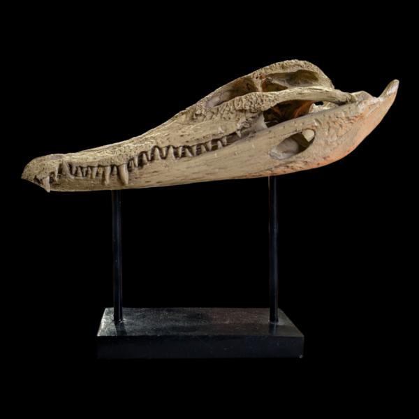 Replica Alligator Skull On Stand - Image 3