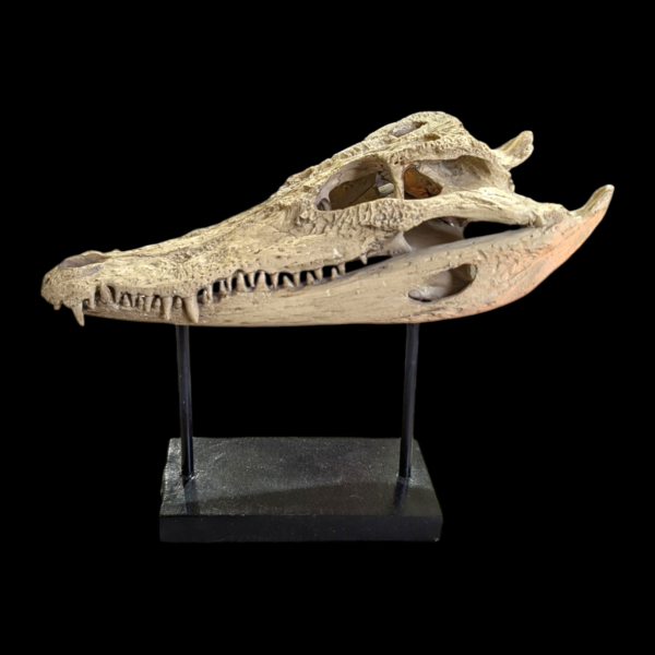 Replica Alligator Skull On Stand