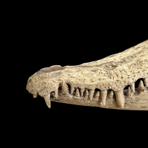 Replica Alligator Skull On Stand - Image 4