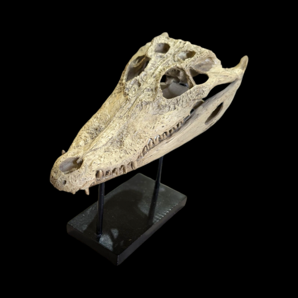 Replica Alligator Skull On Stand - Image 2