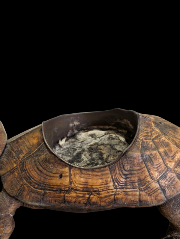 Victorian Taxidermy Bulbasaur Ashtray - Image 4