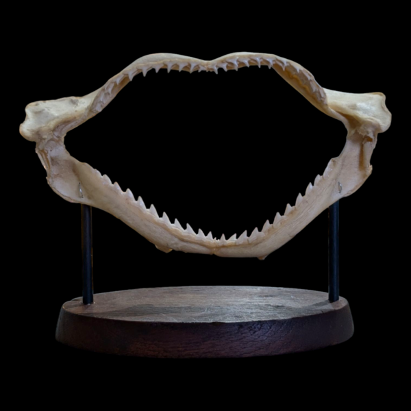 Mounted Shark Jaw