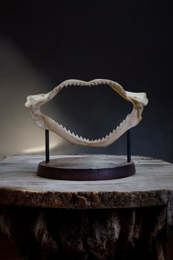 Mounted Shark Jaw - Image 2