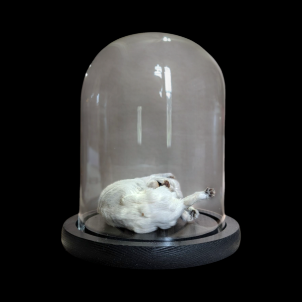 Mummified Puppy In Glass Dome