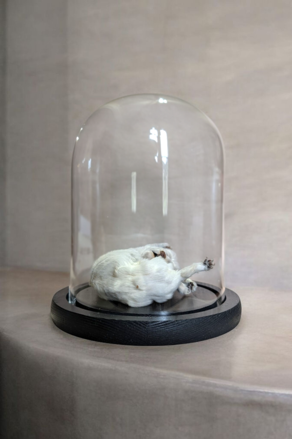 Mummified Puppy In Glass Dome - Image 3