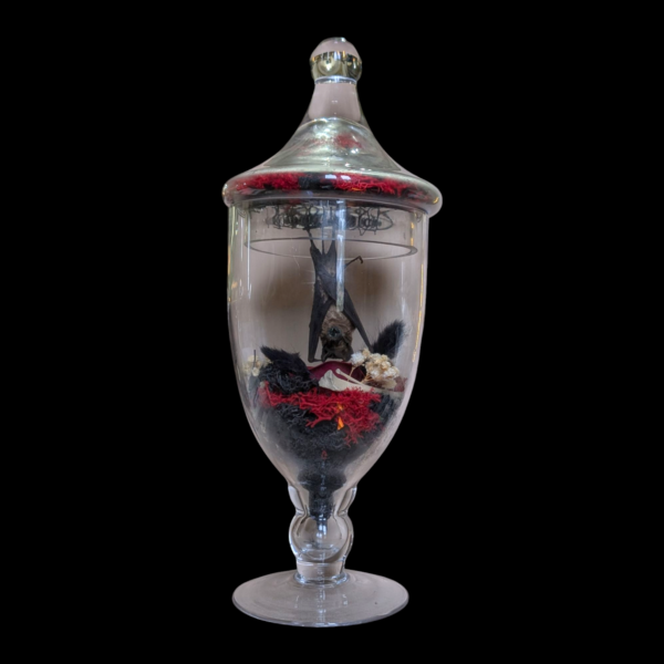 Hanging Taxidermy Bat In Original Glass Apothecary Jar - Image 2