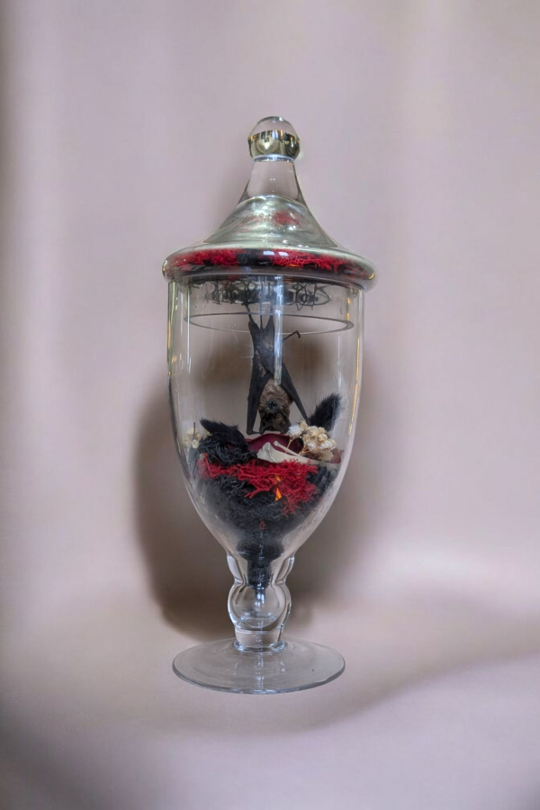 Hanging Taxidermy Bat In Original Glass Apothecary Jar - Image 3