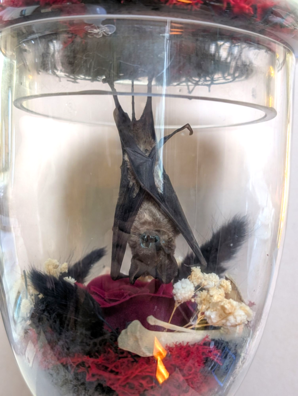 Hanging Taxidermy Bat In Original Glass Apothecary Jar - Image 4