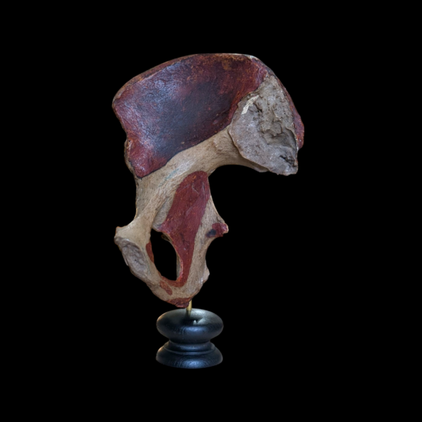 Real Human Pelvis